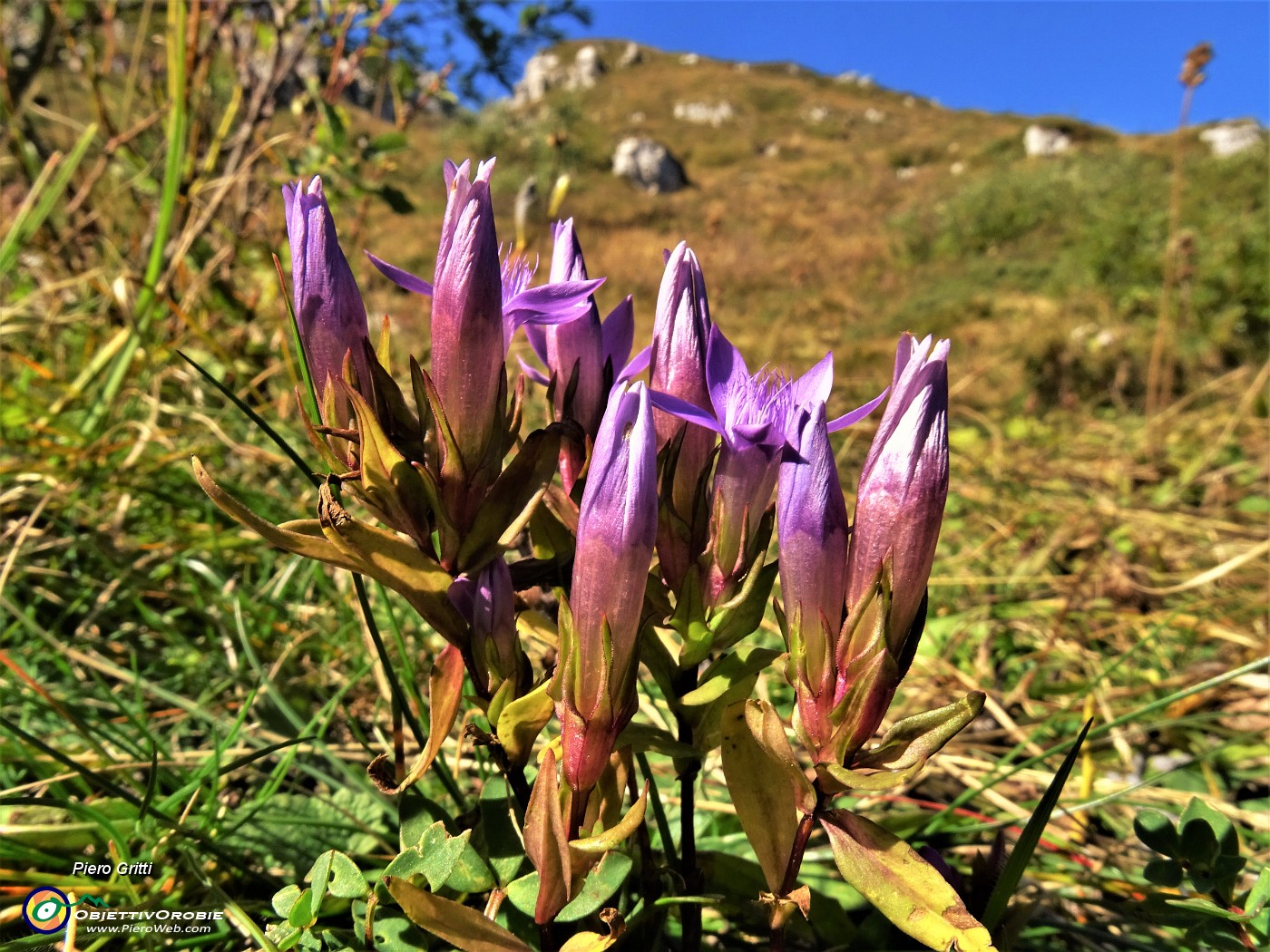 29 Gentianella (Genzianella) .JPG